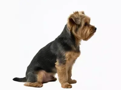My Little Yorkie DOG  Yorkshire Sentado Adoravel Model 3D model