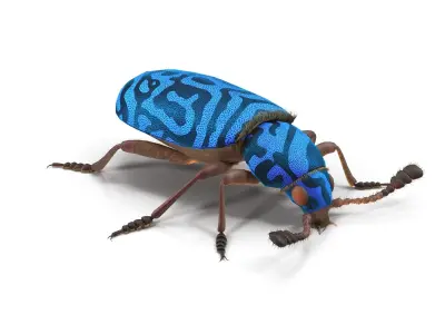 Necrobia rufipes 3D model