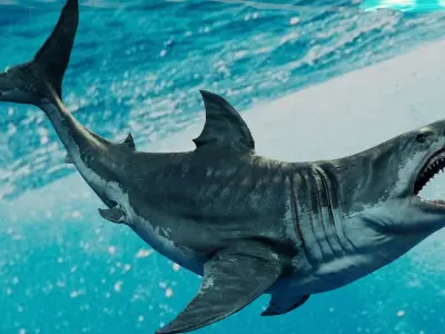 White Shark  Animated  Low-poly 3D model