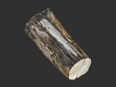 A withered piece of wood 3d scan in highpoly 3D model