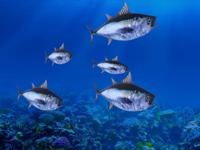 Tuna Fish Lowpoly 3D Gaming model  Low-poly 3D model