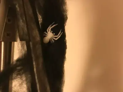 Spider Halloween Prop STL Free 3D print model