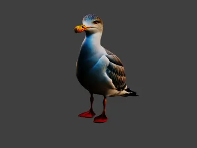 Seagull Animal Low-poly 3D model