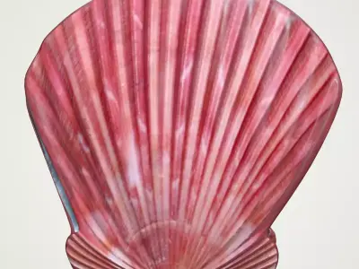 Sea Shell Scallop Pecten shell 4K 3D model