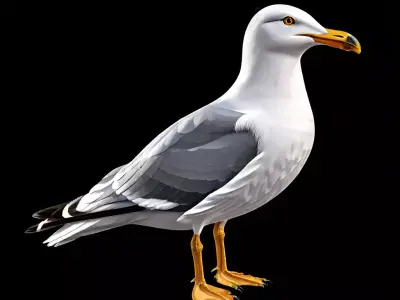 Realistic Seagull 3D Model Low-poly 3D model