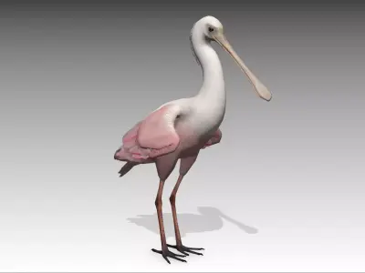Roseate Spoonbill Low-poly 3D model