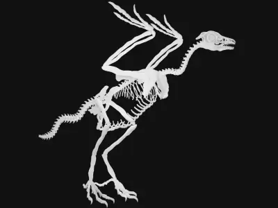 Archaeopteryx skeleton 3D model