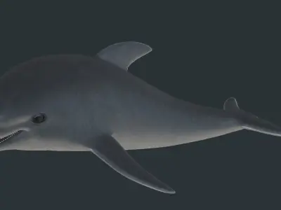 Dolphin model Low-poly 3D model