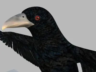 Kokila crow 3D model