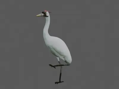 Crane Bird Low-poly 3D model