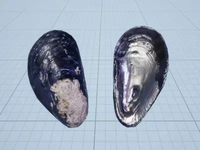Mussel Shell Low-poly 3D model