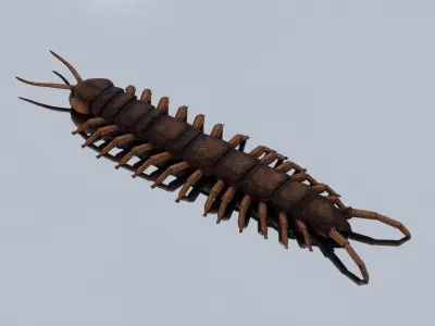Centipede Low-poly 3D model