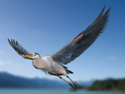 Great Blue Heron - Ardea Herodias 3D model