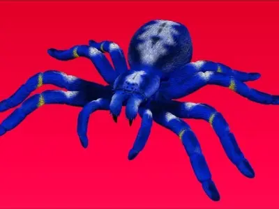 Tarantula - Gooty Sapphire Spider - Poecilotheria Metallica 3D model