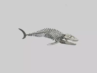 Dunkleosteus Skeleton model Low-poly 3D model