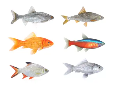Fish Collection 3D model