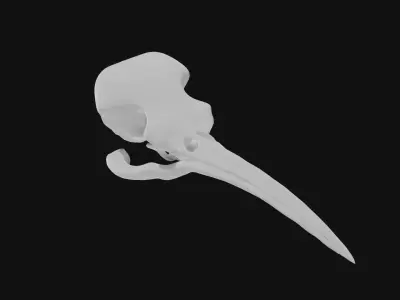 Hummingbird skull 3D model