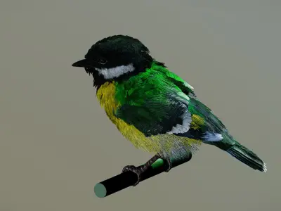 Great Tit 3D model