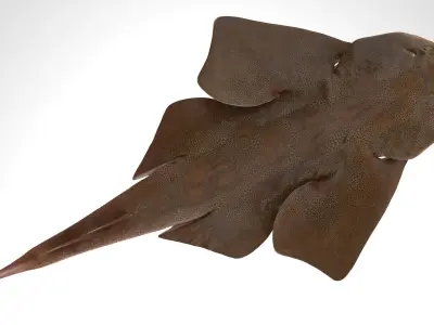 Japanese Angelshark 3D model