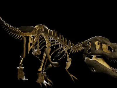 T-REX SKELETON Low-poly 3D model