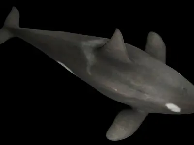 Killer Whale Low-poly 3D model