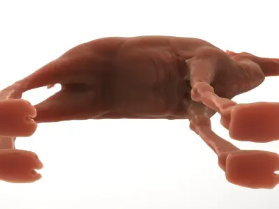 Camel Sculpt  3D model