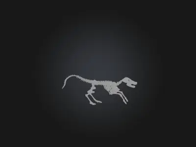 Realistic Coyote Skeleton Model Low-poly 3D model