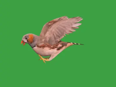 Zebra Finch Bird Low-poly 3D model