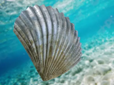 Scallop Seashell 3D model Free 3D model