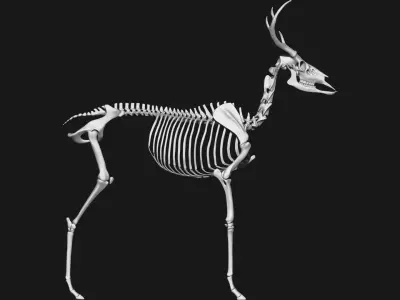  white-tailed deer skeleton 3D model