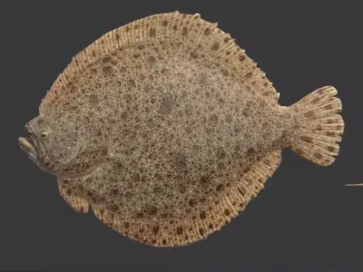 flounder fish Low-poly 3D model