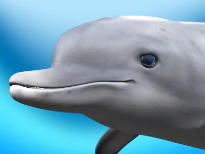 Dolphin Rig 3D model