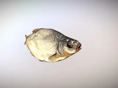 photorealistic dried salty fish scan Low-poly 3D model