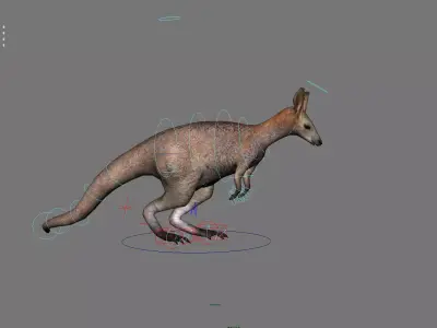 kangaroo australia wallabie red hop outback marsupial  3D model