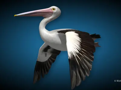 Pelican  Flying 3D model