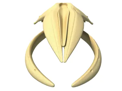 Humpback Whale Skull 3D model