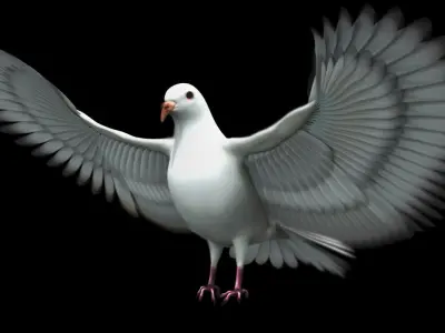 DOVE RIG 3D MODEL 3D model