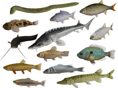 Freshwater fish pack Low-poly 3D model