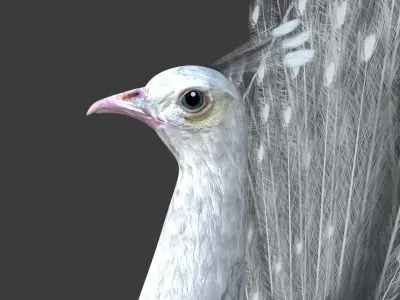 White Peacock 3D model