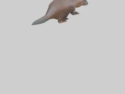 Platypus foraging model Low-poly 3D model