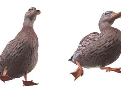 Mallard Duck Female 3D model