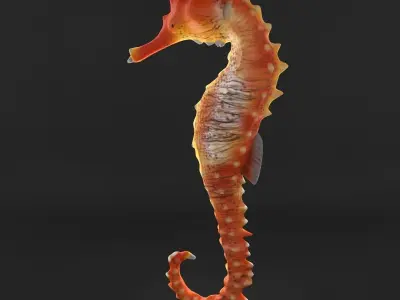  Sea Horse 3D model