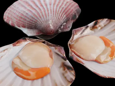 Scallop shellfish Low-poly 3D model