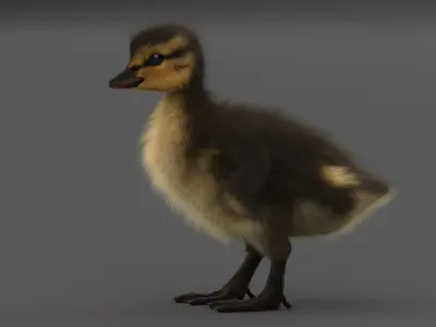 Duckling RIGGED 3D model purchase