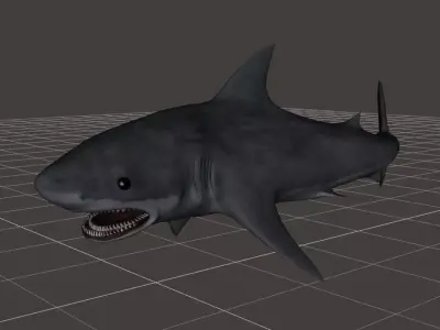 Great White Shark rigged 1 3D model