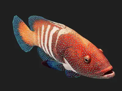 Fish Grouper Low-poly 3D model
