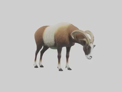 Mouflon sheep grazing model Low-poly 3D model
