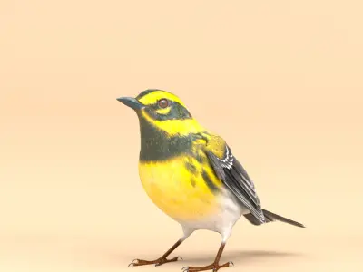 3D Bird Pack Townsends Warbler Male and Female Low-poly 3D model