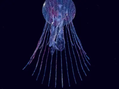 stylized glowing jellyfish Low-poly 3D model