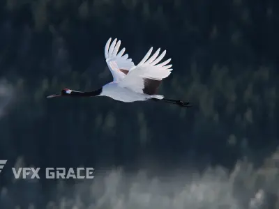 Red-Crowned Crane Animation VFX Grace 3D model